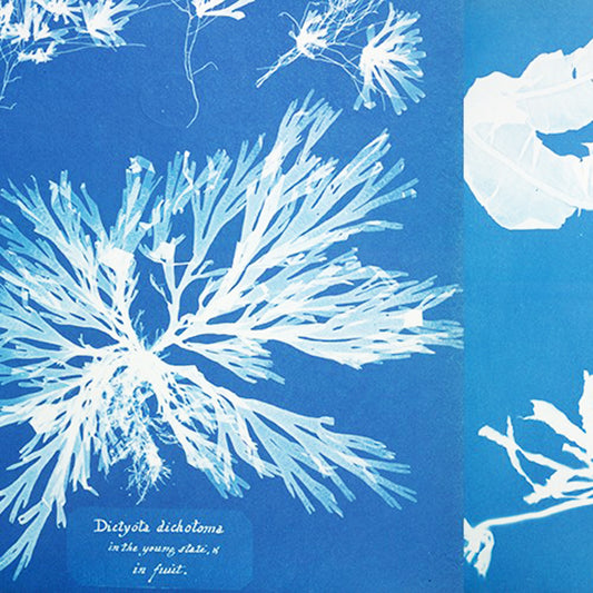 Anna Atkins - Cyanotypiens pioner