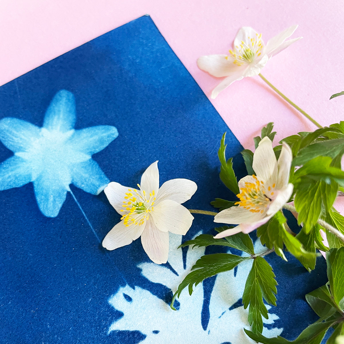 Workshop: Cyanotypi - Sådan kommer du igang